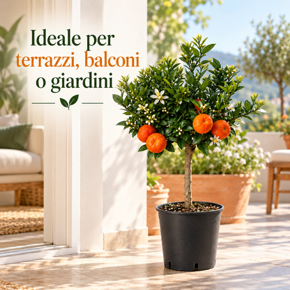 Chinotto Nano - Citrus myrtifolia