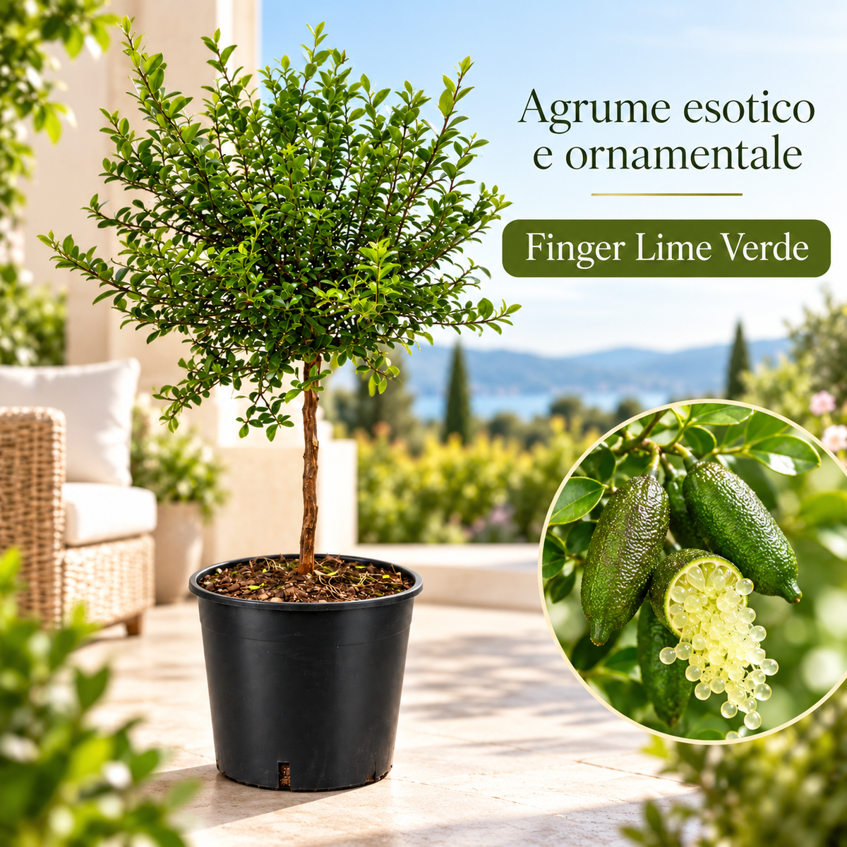 Finger Lime Verde Nano - Microcitrus australasica