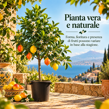 Limone Rosso Alberello - Citrus limonimedica pigmentata
