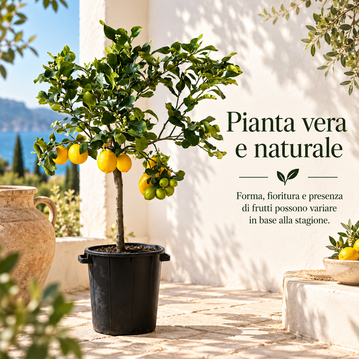 Limone Zagara Bianca Alberello - Citrus limon