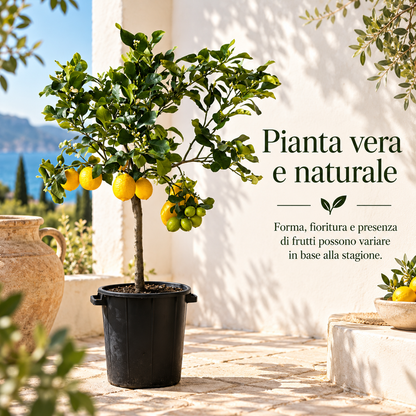 Limone Zagara Bianca Alberello - Citrus limon