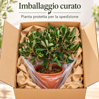 Ulivo Bonsai - Olea europaea