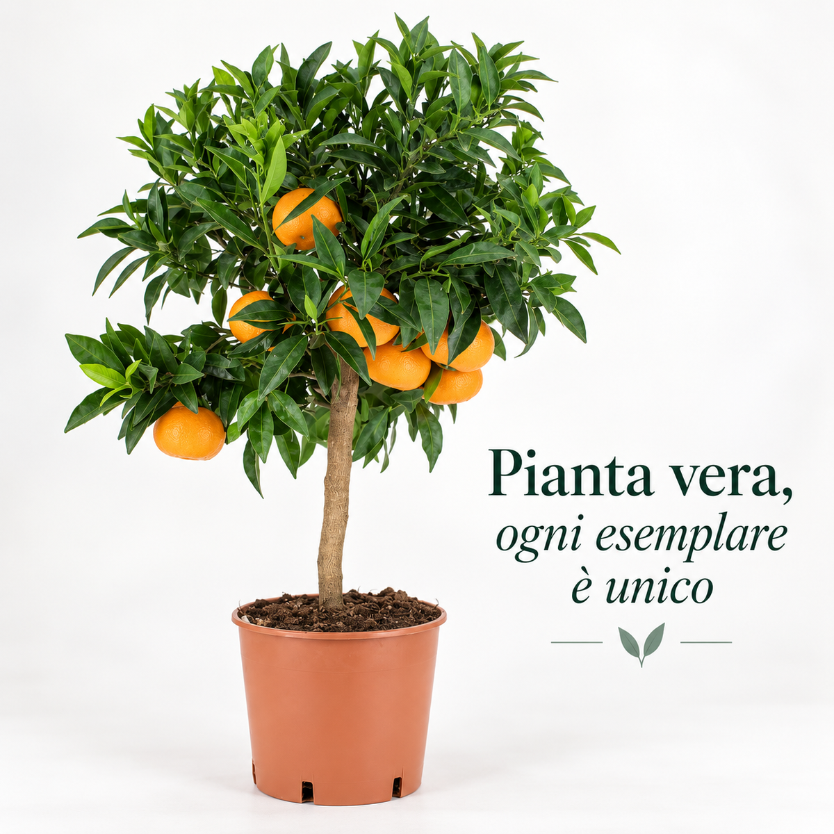 Mandarino Nano - Citrus reticulata