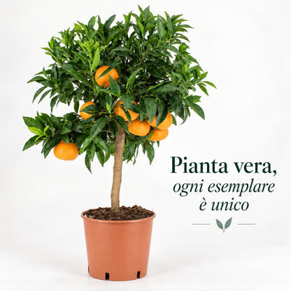 Mandarino Nano - Citrus reticulata