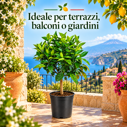 Limone Rosso Nano - Citrus limonimedica pigmentata