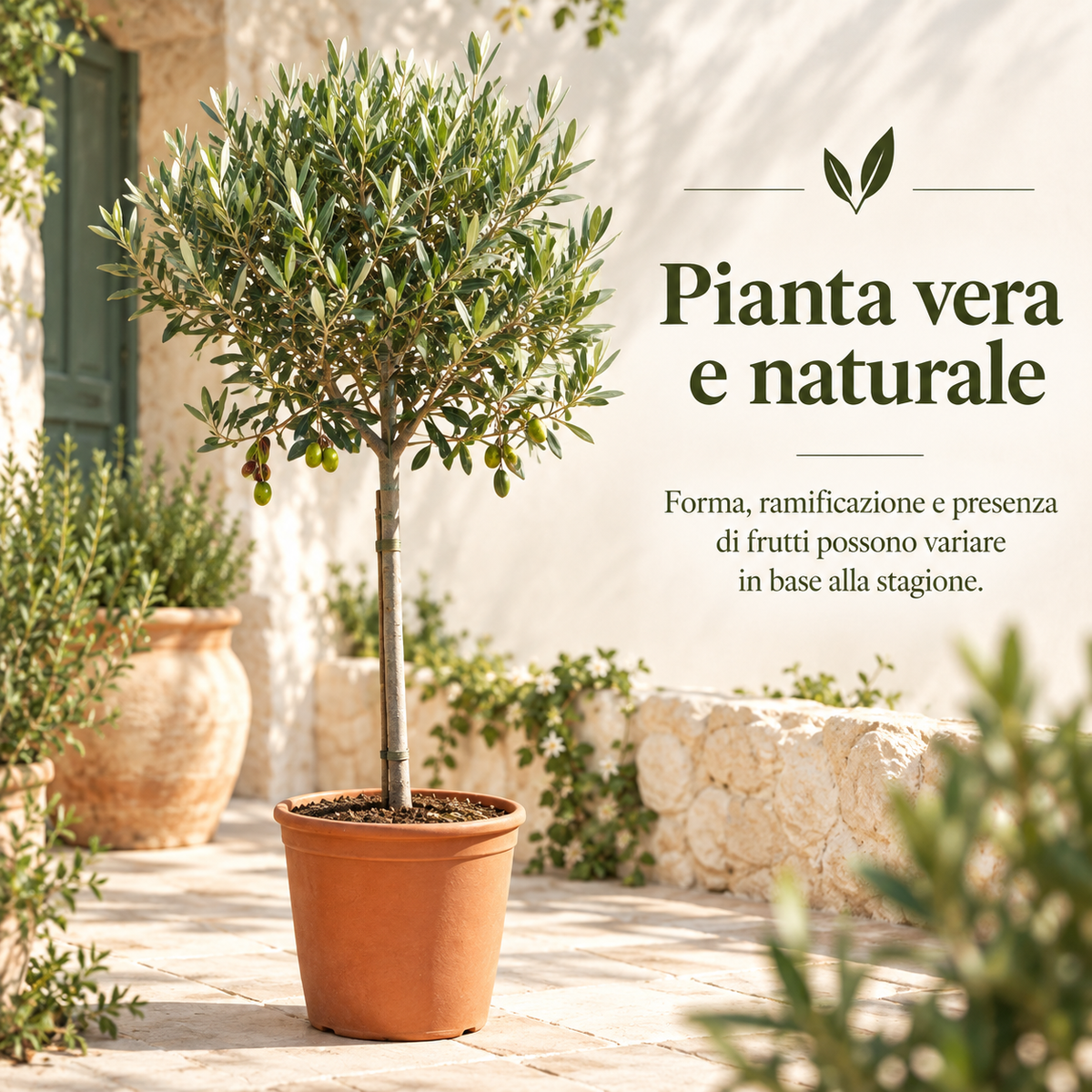 Ulivo Alberello - Olea europaea