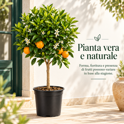 Arancio Navelina Alberello - Citrus sinensis