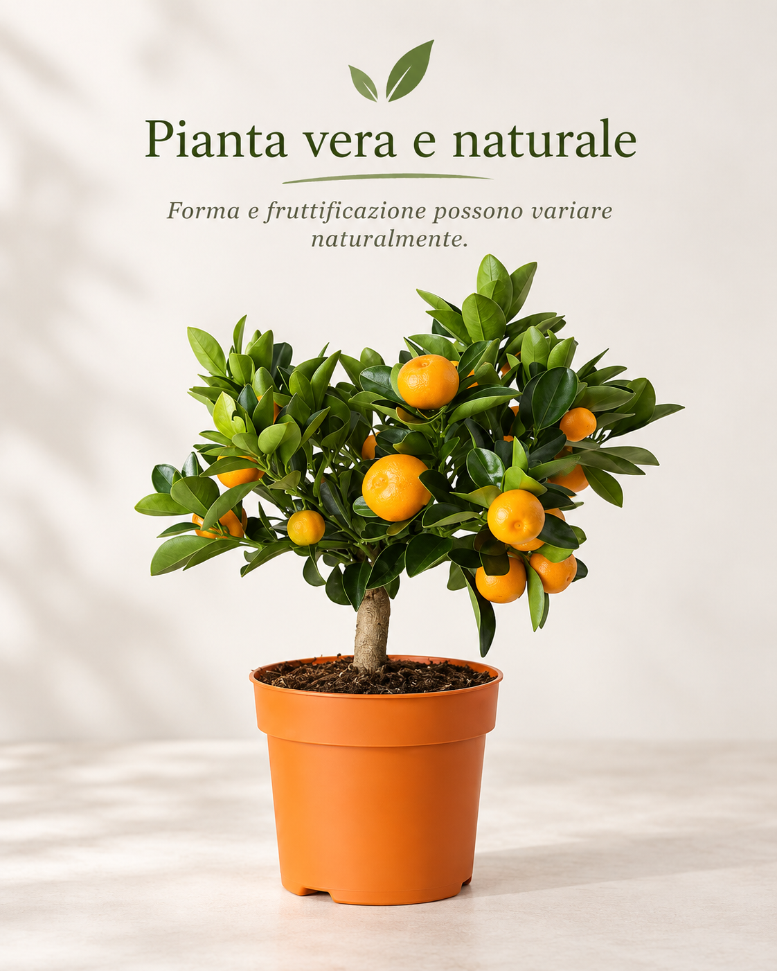 Bonsai Calamondino - Citrus microcarpa