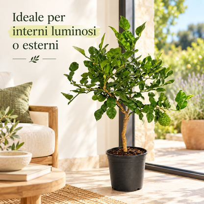 Lime Kaffir - Citrus hystrix