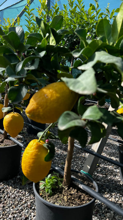 Limone Carrubaro Nano - Citrus limon