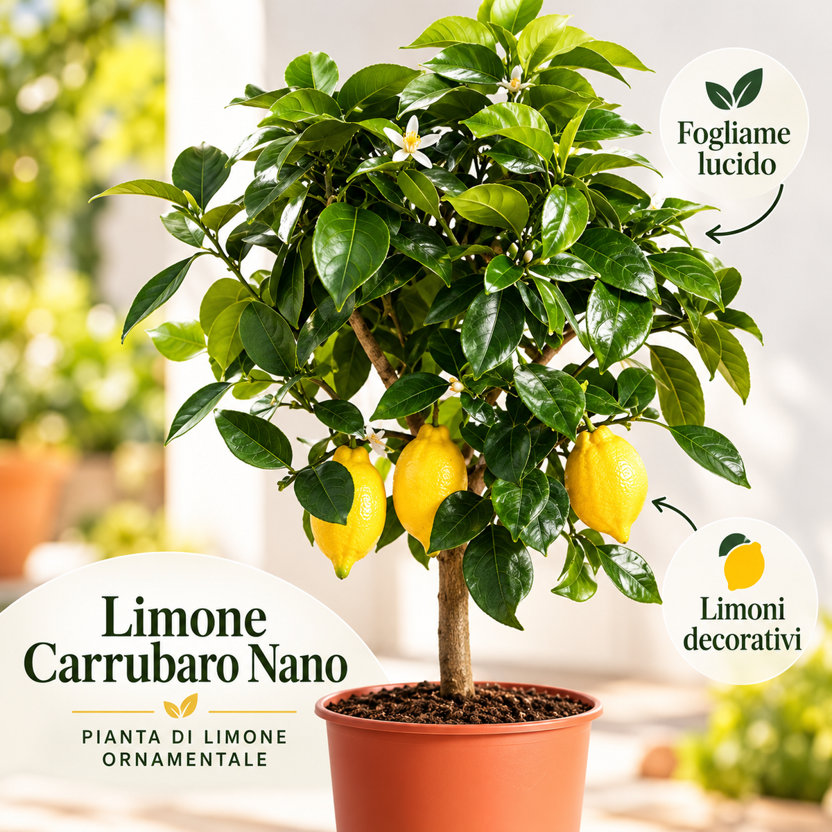 Limone Carrubaro Nano - Citrus limon