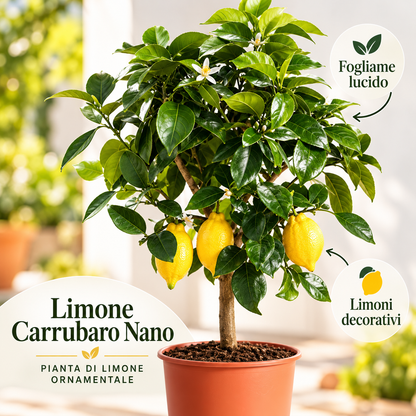 Limone Carrubaro Nano - Citrus limon