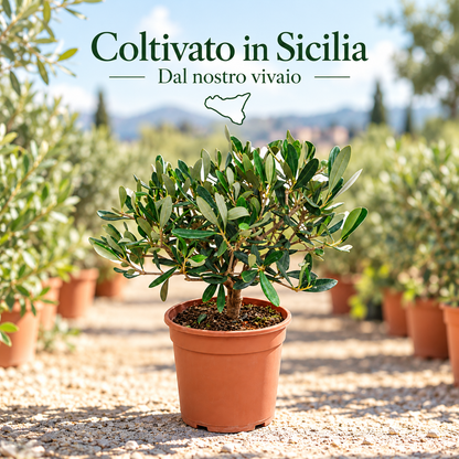 Ulivo Bonsai - Olea europaea