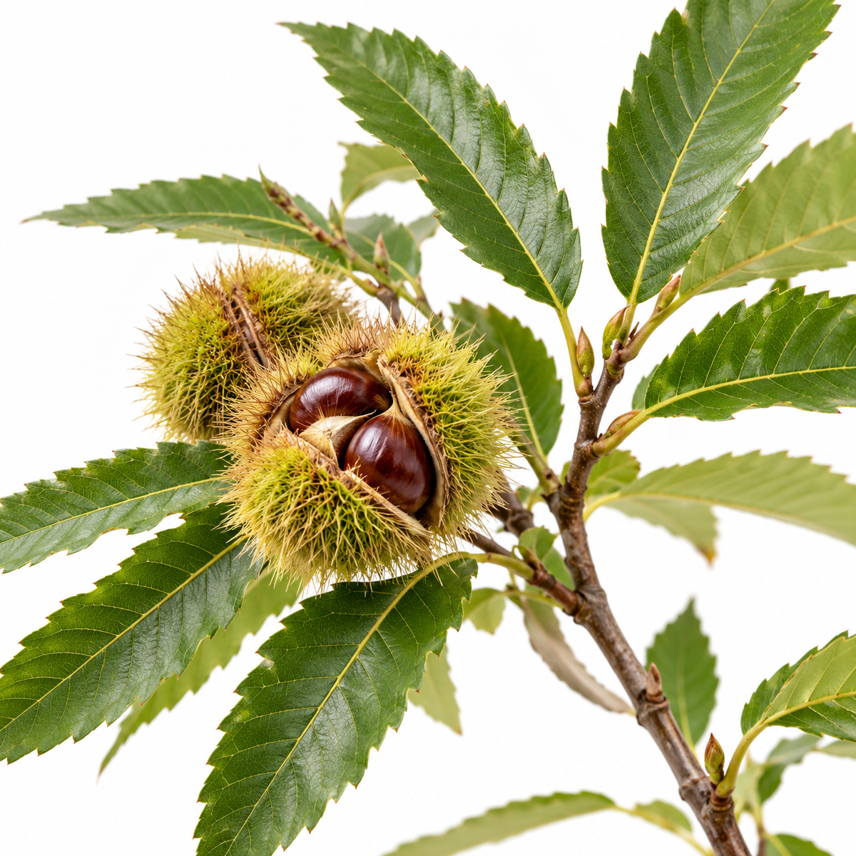 Castagno - Castanea sativa