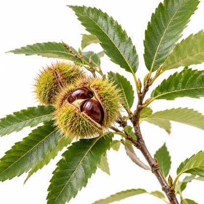 Castagno - Castanea sativa
