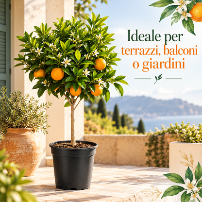 Arancio Navelina Alberello - Citrus sinensis