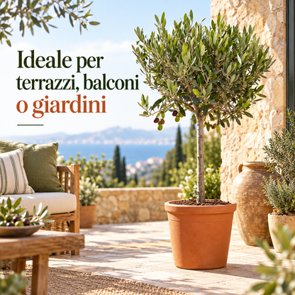 Ulivo Alberello - Olea europaea