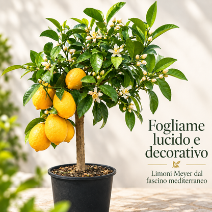 Limone Meyer Nano - Citrus meyeri