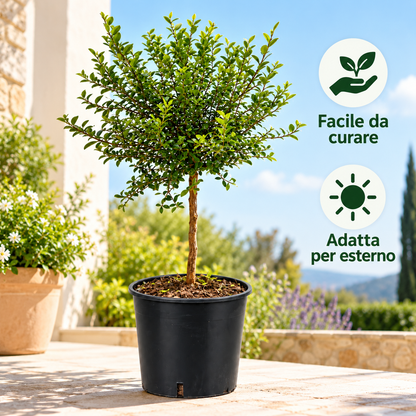 Finger Lime Verde Nano - Microcitrus australasica