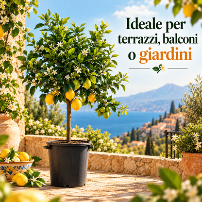 Limone Rosso Alberello - Citrus limonimedica pigmentata