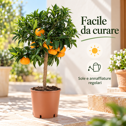 Mandarino Nano - Citrus reticulata