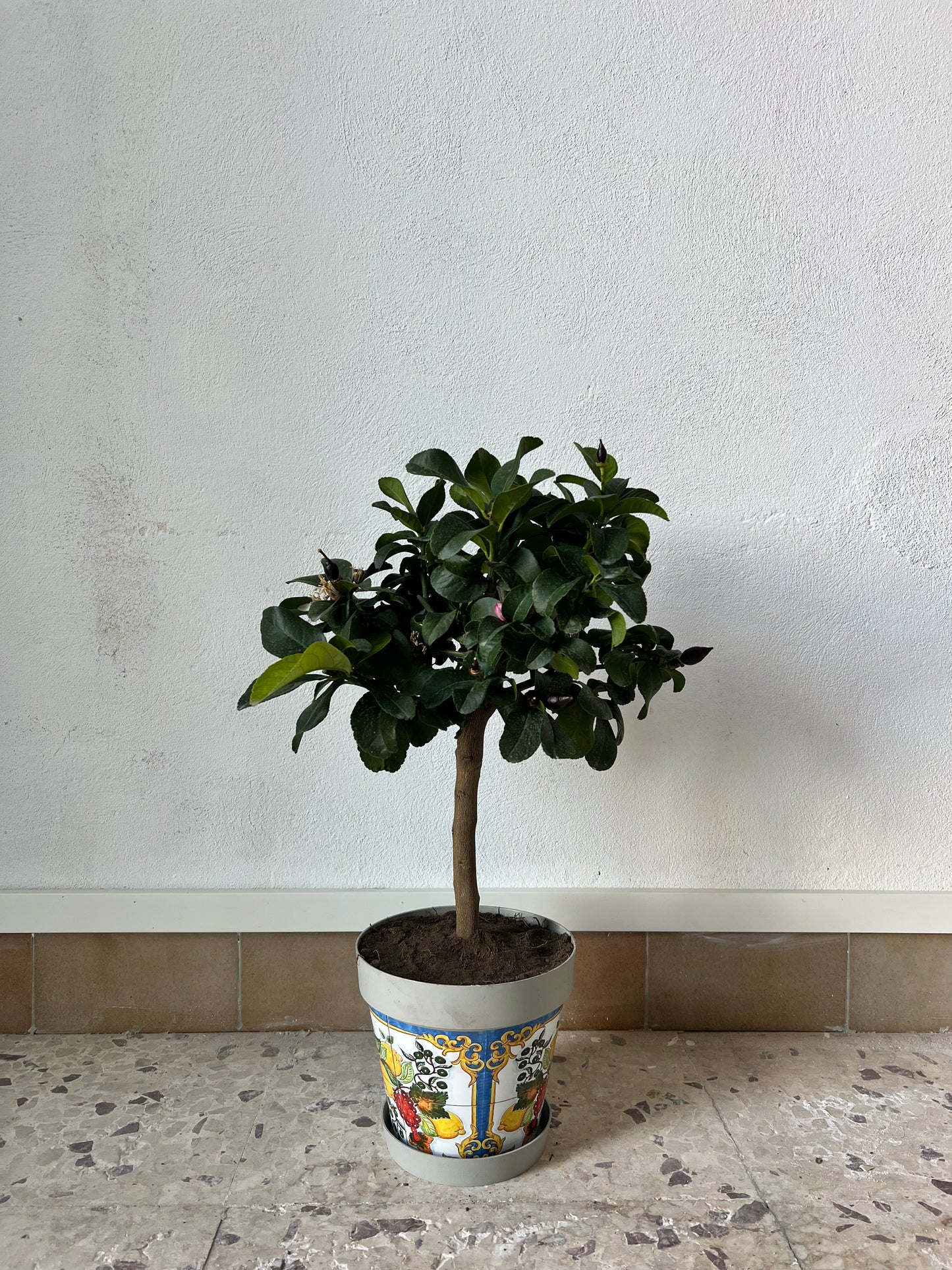 Limone Carrubaro Nano - Citrus limon