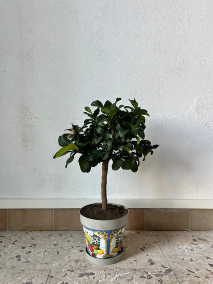Limone Carrubaro Nano - Citrus limon
