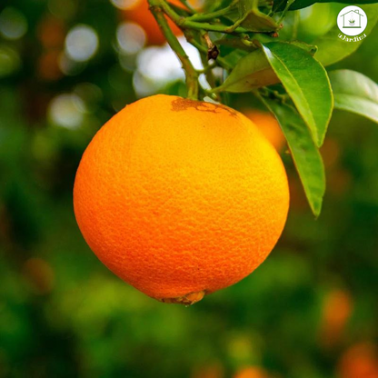 Arancio Washington Navel in Fitocella- Citrus sinensis