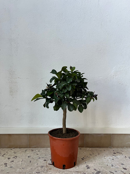 Limone Carrubaro Nano - Citrus limon