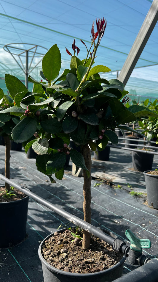 Limone Lunario Nano - Citrus limon