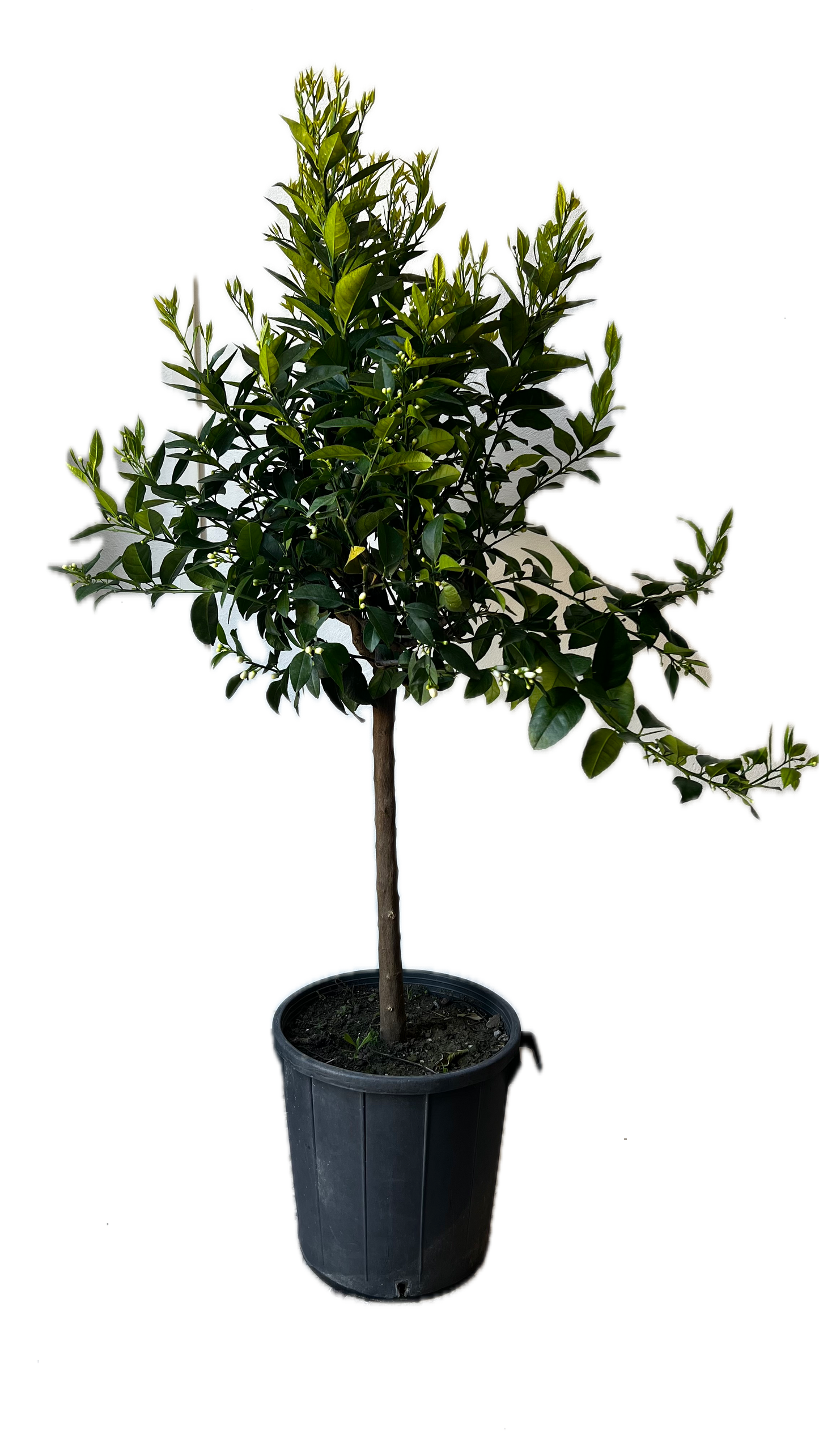 Mandarino Alberello - Citrus reticulata