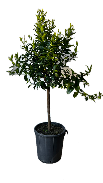 Mandarino Alberello - Citrus reticulata