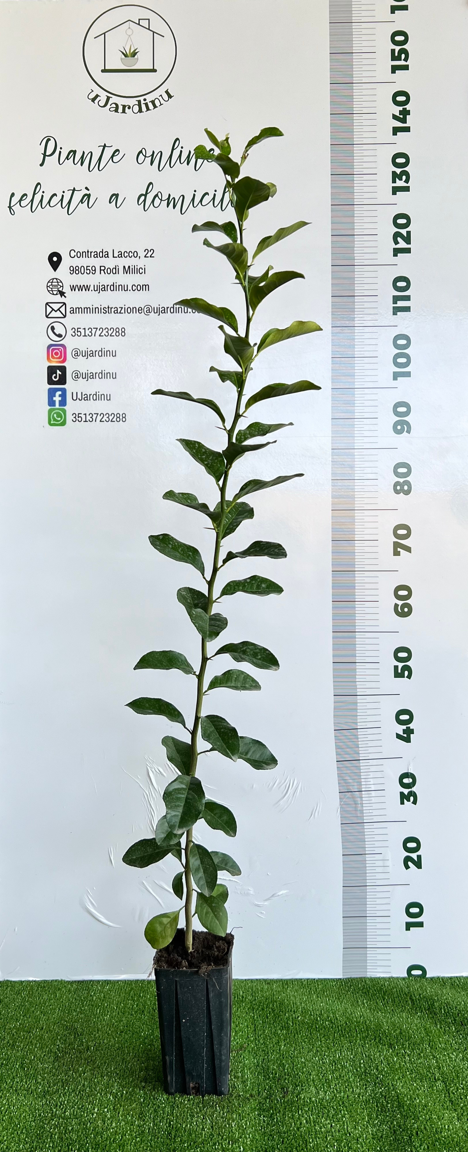 Citrus volkameriana - pianta in vaso 10 cm
