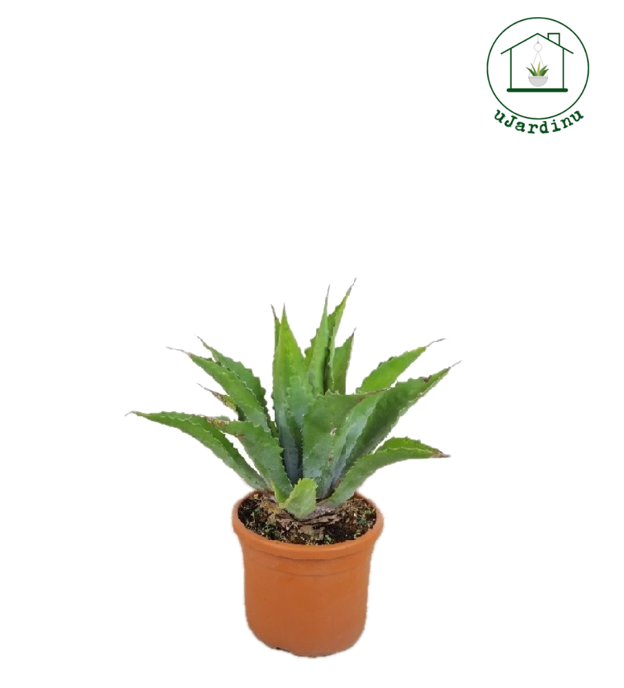 Agave Ferox