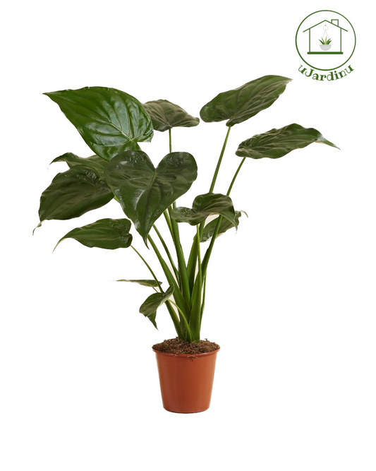 Alocasia cucullata