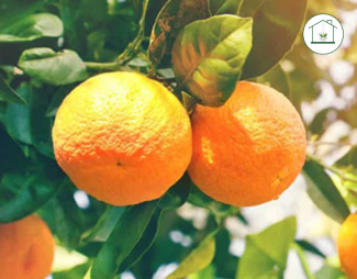 Arancio Brasiliano - Citrus sinensis