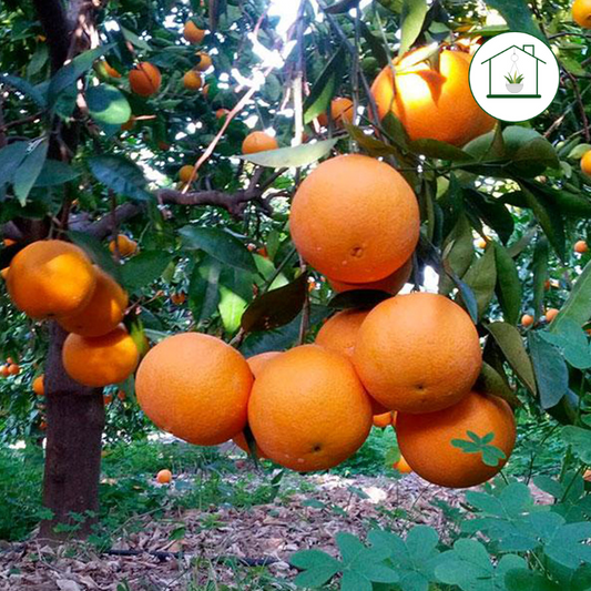 Arancio Lane Late - Citrus sinensis
