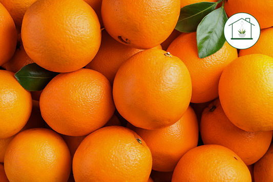 Arancio NewHall - Citrus sinensis