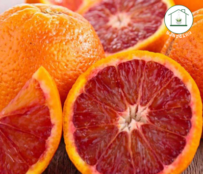 Arancio Sanguinello - Citrus sinensis