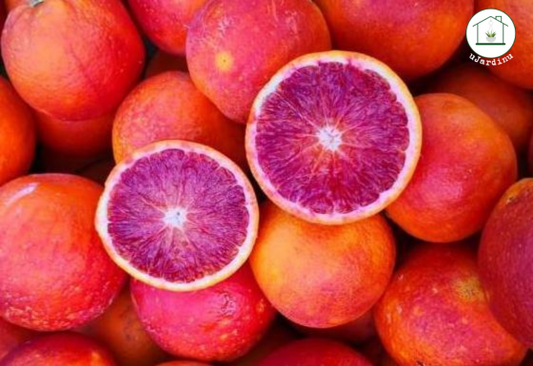 Arancio Tarocco Ippolito - Citrus sinensis