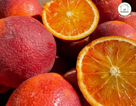 Arancio Tarocco Lempso - Citrus sinensis