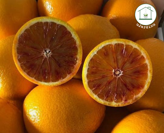 Arancio Tarocco Meli - Citrus sinensis