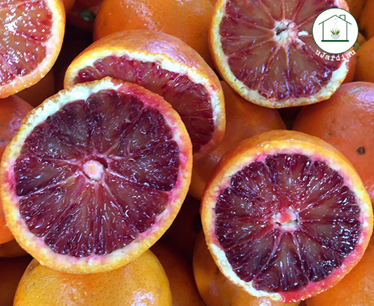 Arancio Tarocco Rosso - Citrus sinensis