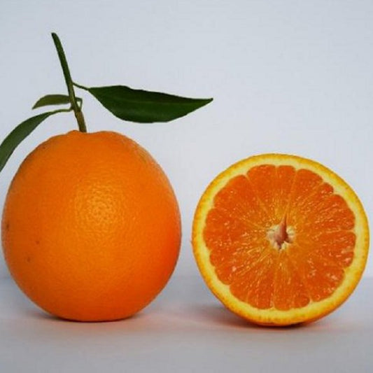 Arancio Tarocco Sant'Alfio - Citrus sinensis