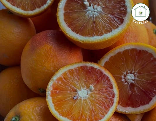 Arancio Tarocco Sciré - Citrus sinensis