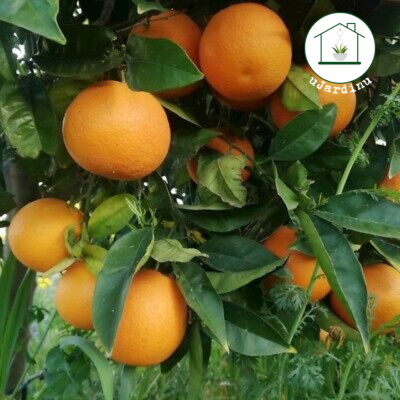 Arancio Valencia - Citrus sinensis