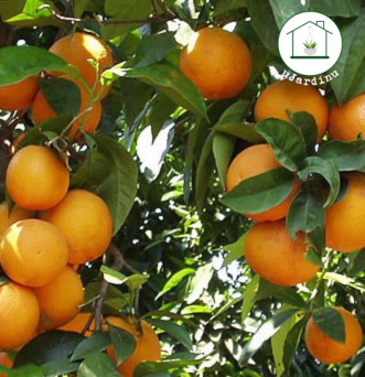 Arancio Vaniglia Apireno - Citrus sinensis