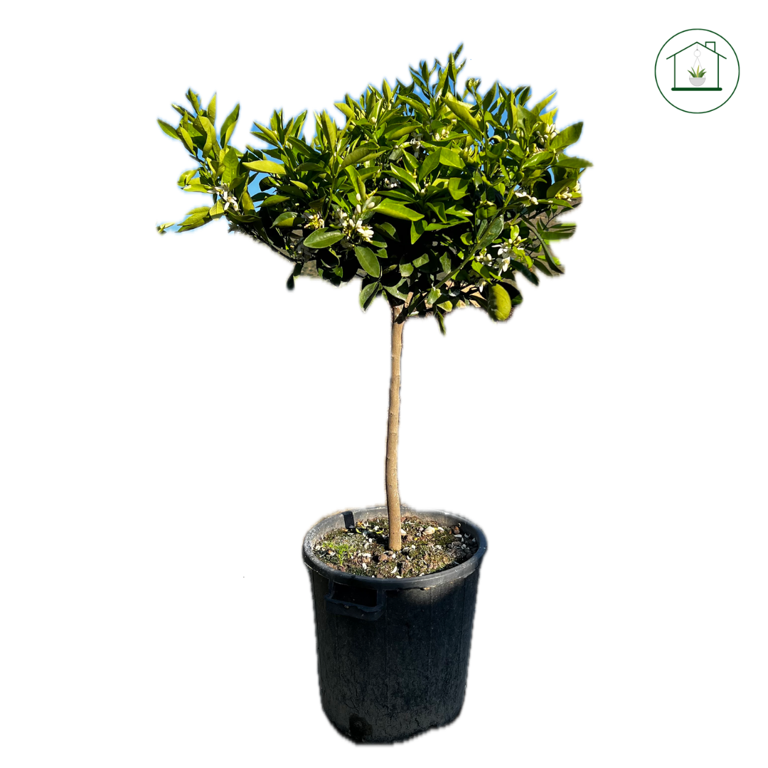 Arancio Washington Navel Alberello - Citrus sinensis