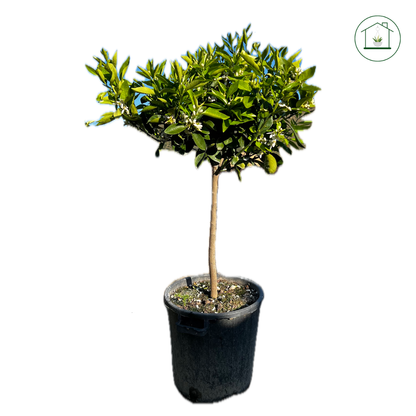 Arancio Washington Navel Alberello - Citrus sinensis