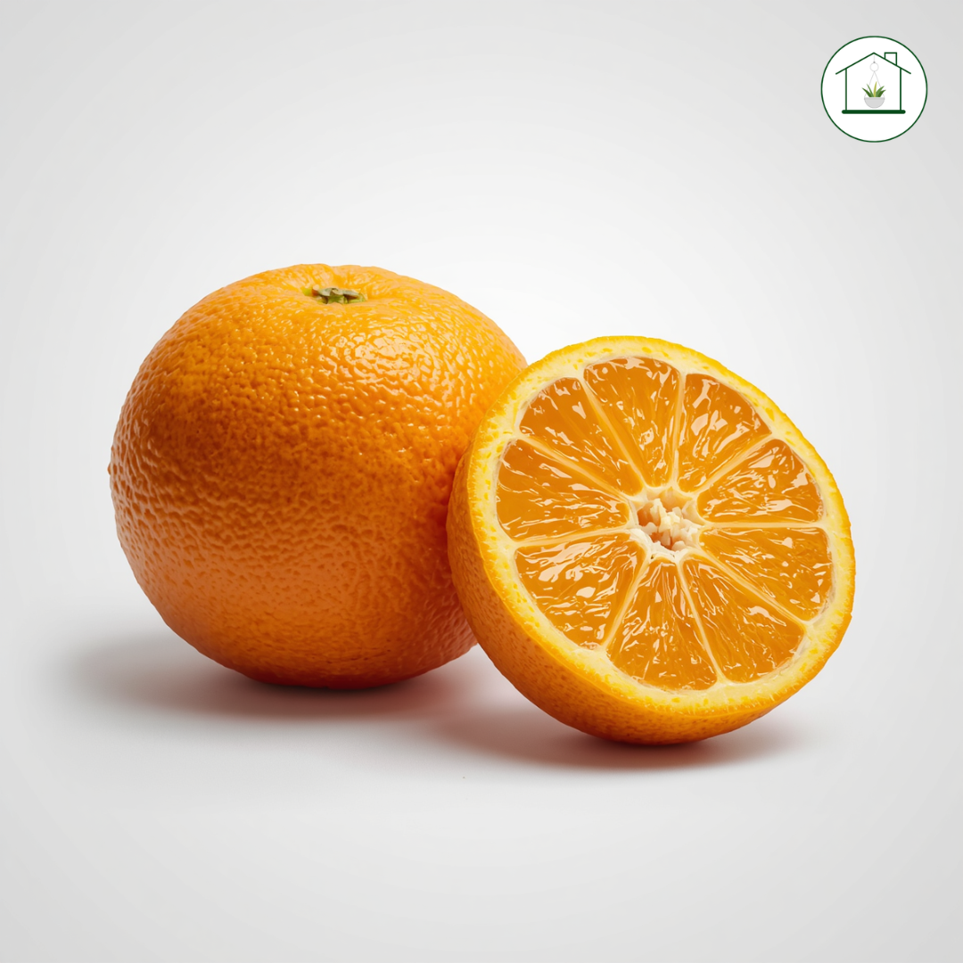 Arancio Washington Navel Alberello - Citrus sinensis